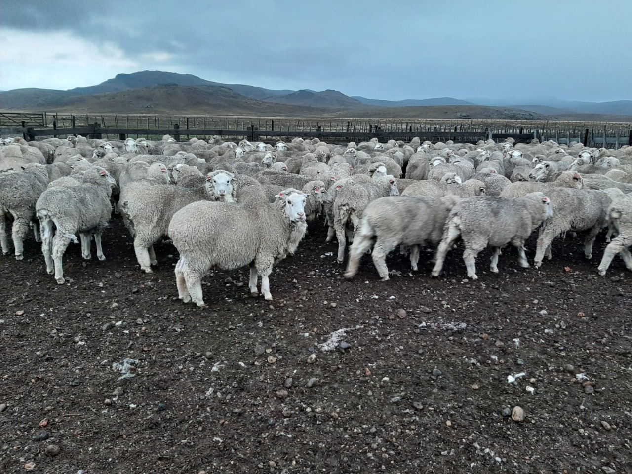 Chubut informa que se encuentra disponible la compensación económica para productores de lana ovina de la Patagonia