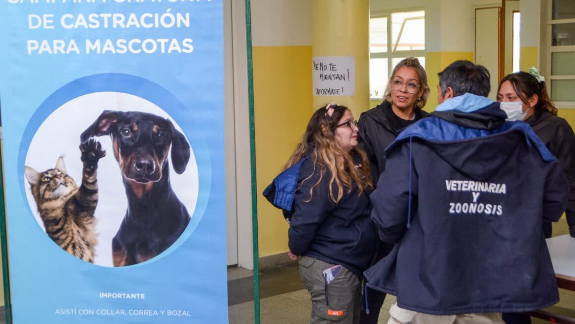 Campaña De Castración Gratuita Para Perros Y Gatos