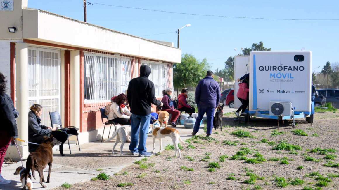 Continúan Las Campañas Gratuitas Para Perros Y Gatos