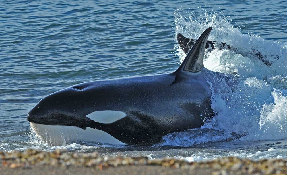 Comienza en Chubut una nueva Temporada de Orcas