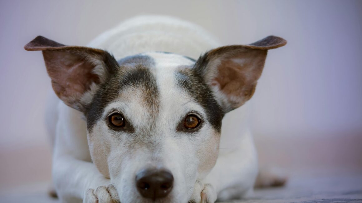 Invitan A Evento Para Promover Los Derechos, Bienestar Y Respeto A Los Animales