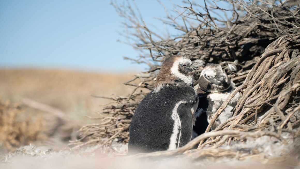 Provincia participa de un ambicioso proyecto de investigación sobre la migración invernal de los pingüinos de Magallanes