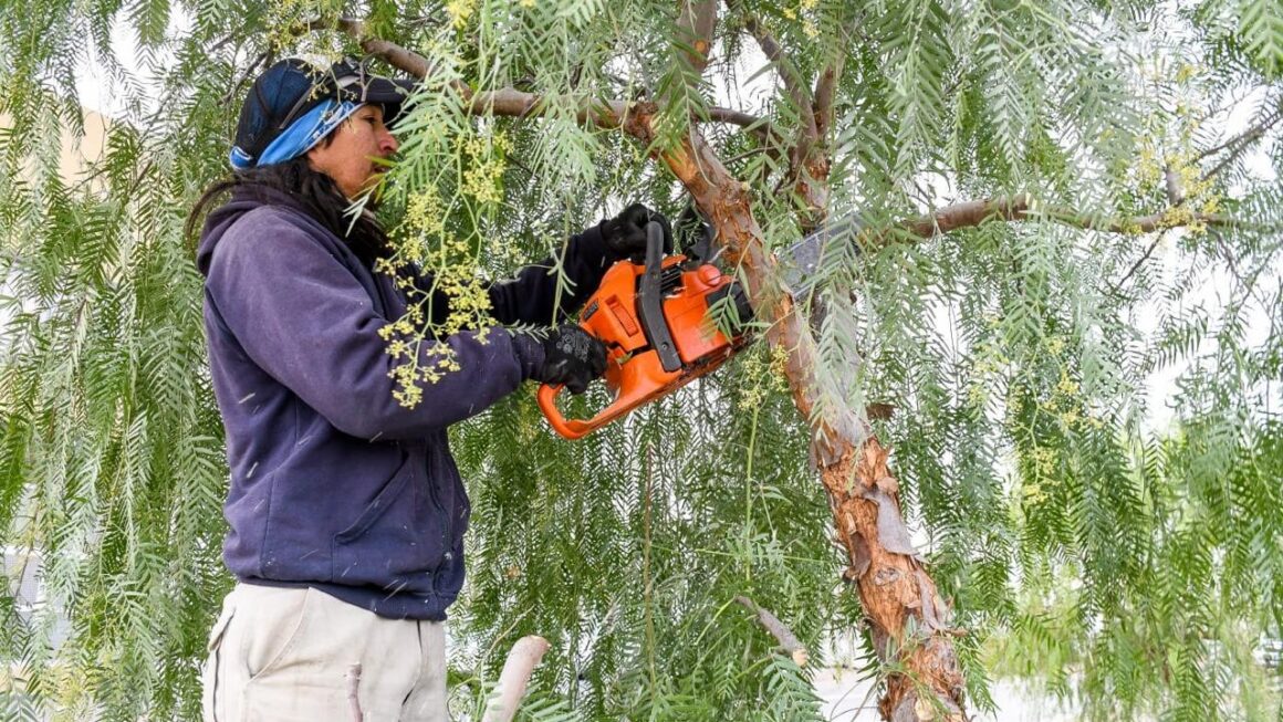 Realizarán Una Capacitación Integral De Poda De Árboles