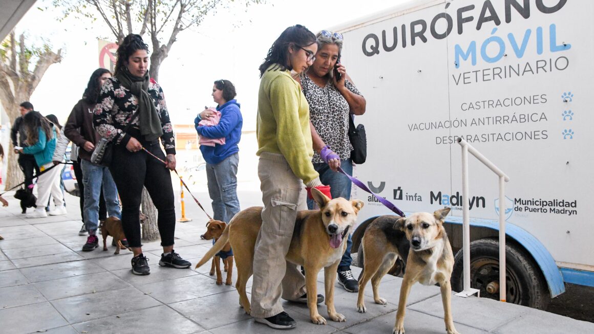 Continúan Las Campañas Gratuitas Para Perros Y Gatos