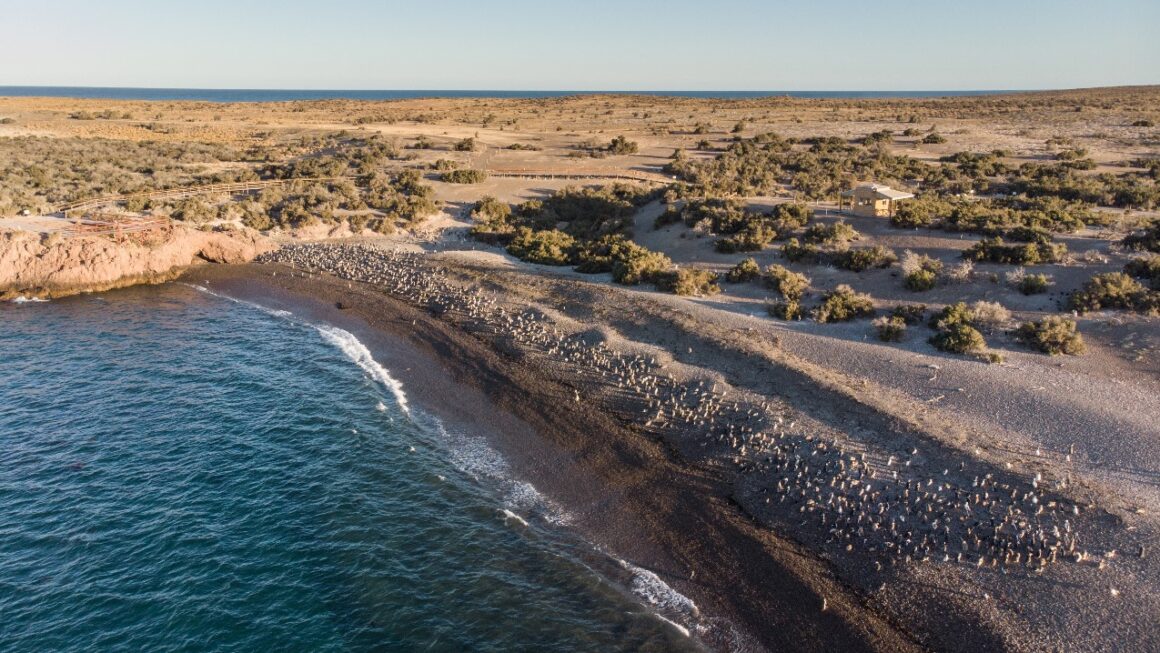 Con importantes avances en sostenibilidad, Chubut registró una temporada récord en el ANP Punta Tombo