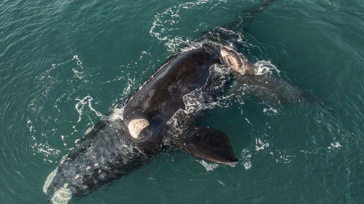 El Gobierno del Chubut anunció el lanzamiento de la Temporada de Ballenas 2024