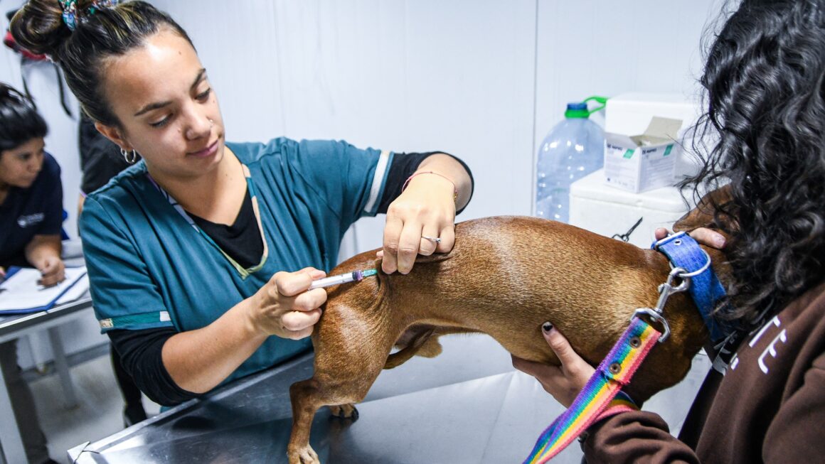 Continúan Las Campañas Gratuitas Para Perros Y Gatos