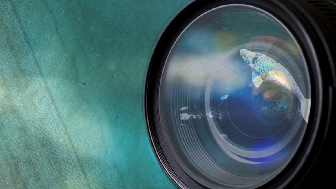 Se Transmitirá En Vivo La Charla “De La Lente Al Océano”, Un Encuentro Sobre Actualización De Ballena Franca Austral