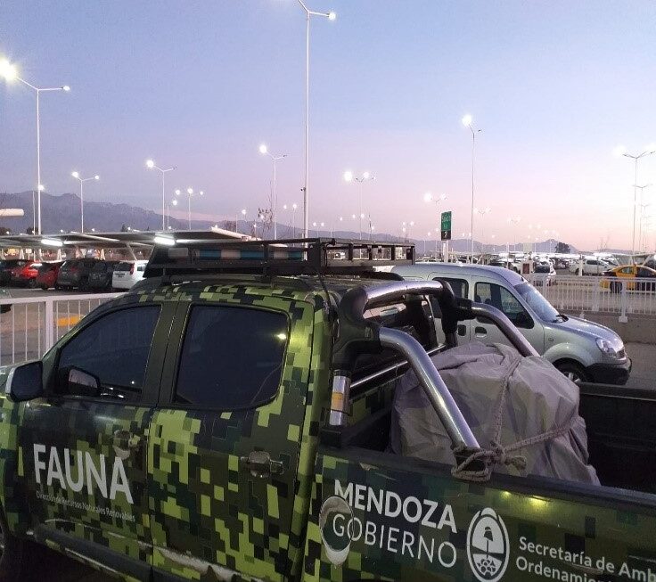 Cóndor herido fue rescatado y trasladado a Mendoza por la Dirección de Fauna de Chubut