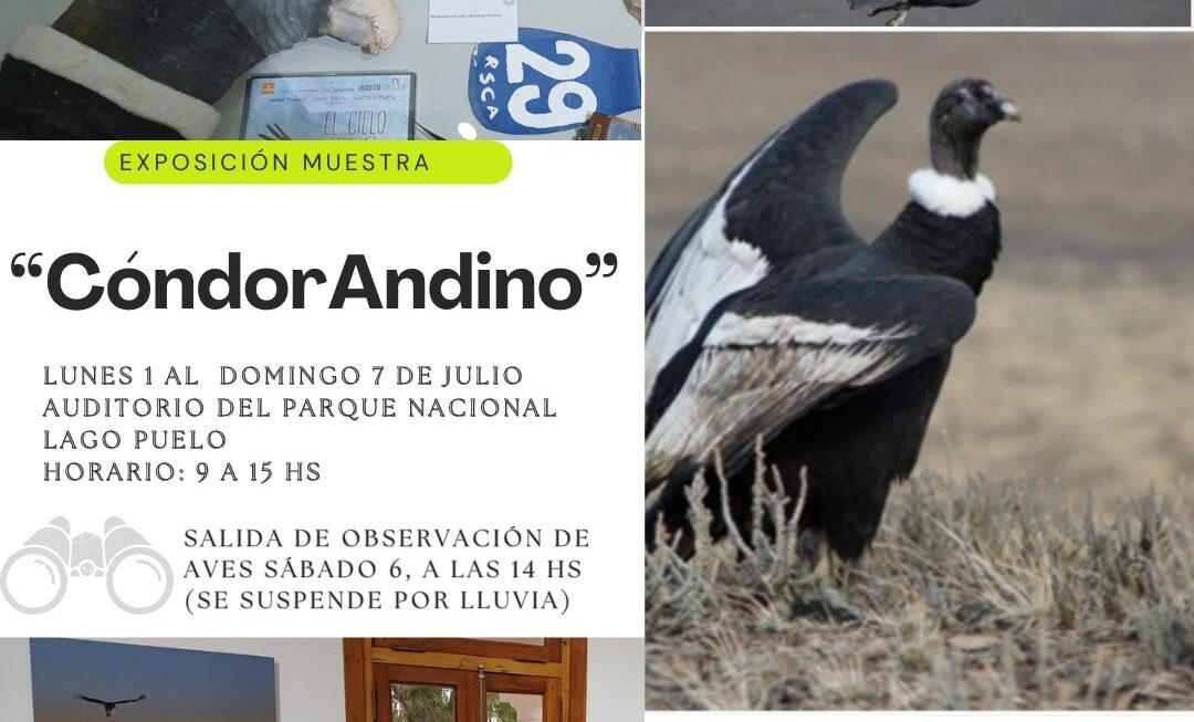 Para concientizar sobre la conservación del Cóndor Andino, Provincia realiza una muestra en Lago Puelo
