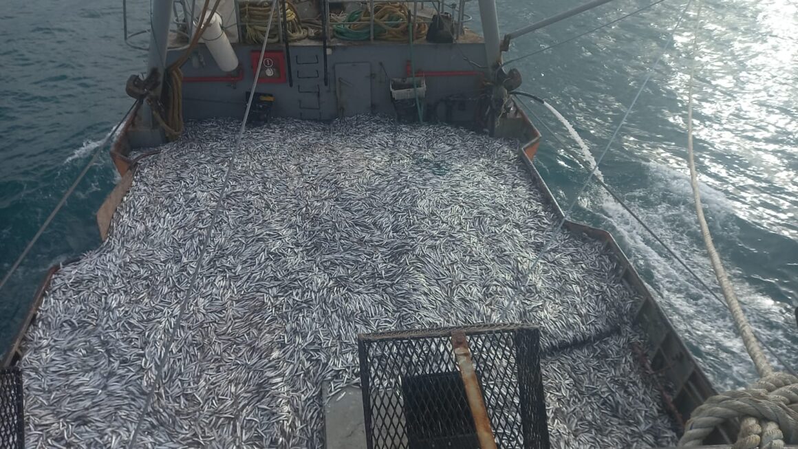 Chubut: Puerto Rawson alcanzó el récord de captura de anchoíta con una cifra histórica