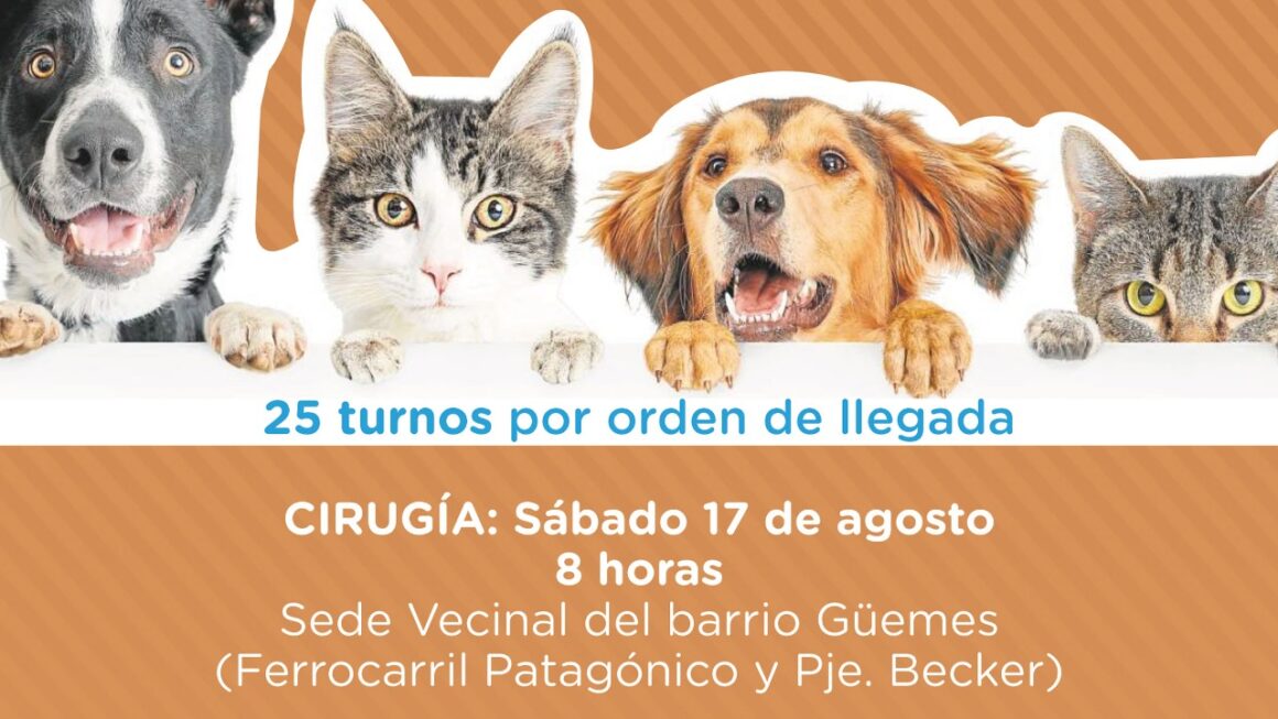 Continuamos Promoviendo El Cuidado Responsable De Animales Con Campañas Gratuitas Para Perros Y Gatos