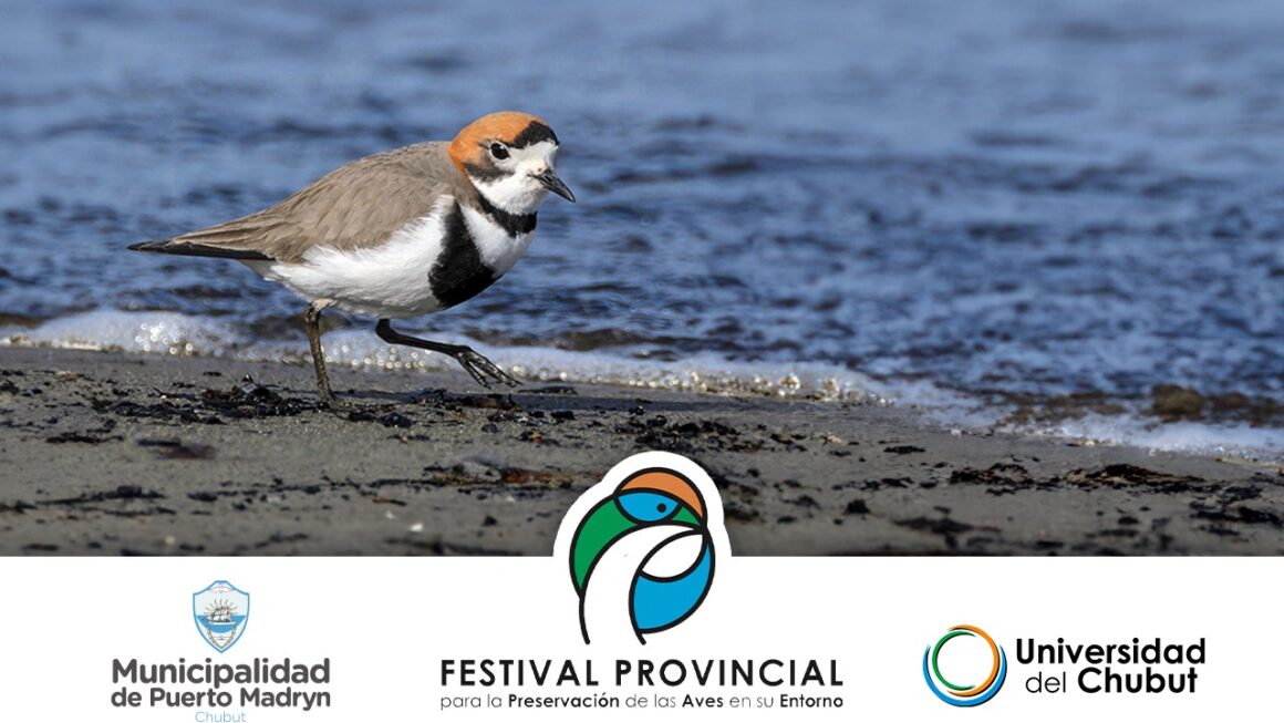 Universidad del Chubut invita al festival provincial para la conservación de aves y su entorno