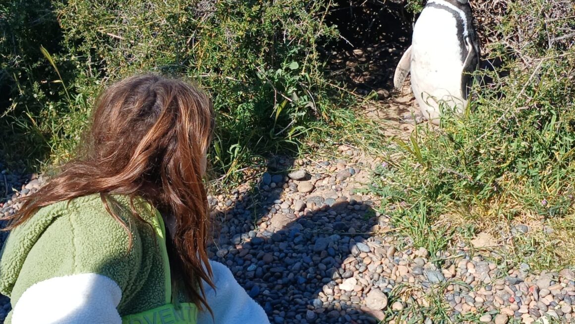 Comenzó la temporada de Pingüinos de Magallanes en Punta Tombo