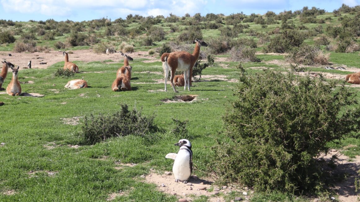 El Gobierno del Chubut asegura la conectividad en las pingüineras