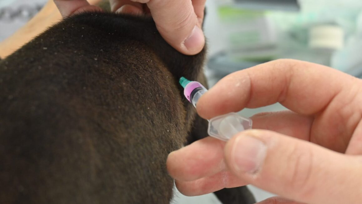 Las Campañas De Vacunación Y Castración De Perros Y Gatos Siguen Recorriendo La Ciudad
