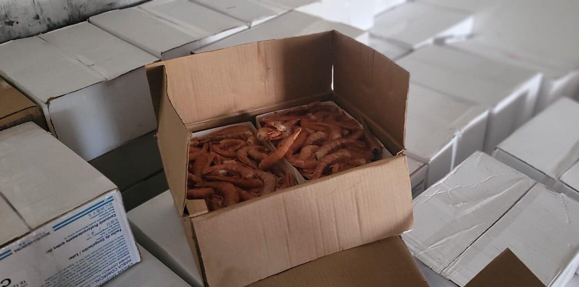 Provincia decomisó 12.000 kilos de langostinos que eran transportados de forma ilegal