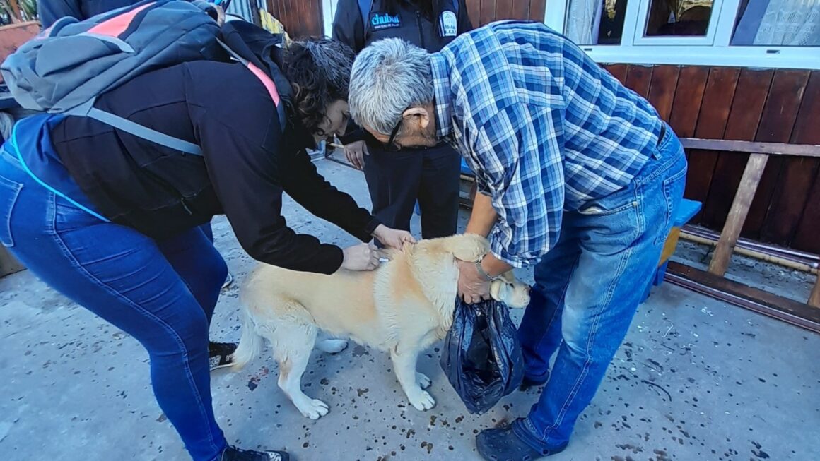 Chubut aplicó más de 18.000 vacunas antirrábicas de uso veterinario durante 2024