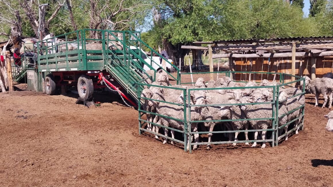 El Gobierno fortalece acciones de control y prevención de la sarna ovina en establecimientos agropecuarios de Chubut
