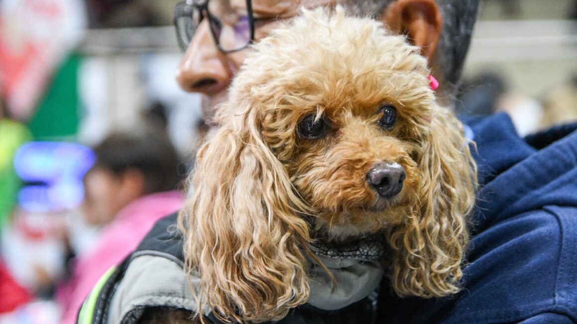 Continúan Las Campañas Gratuitas Para Perros Y Gatos
