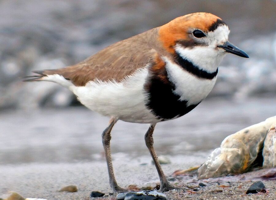Se Realizará Una Jornada Por El Día Mundial De Las Aves Migratorias