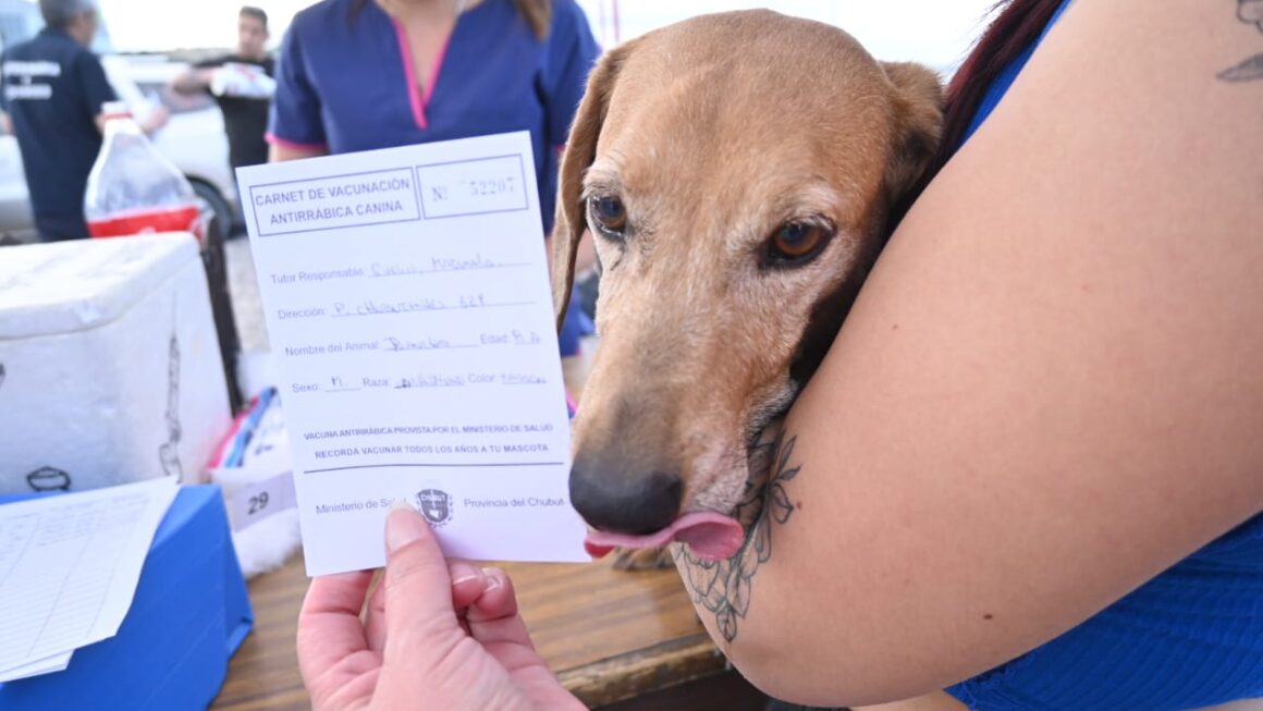 Continuamos Promoviendo El Cuidado Responsable De Animales Con Campañas Gratuitas Para Perros Y Gatos