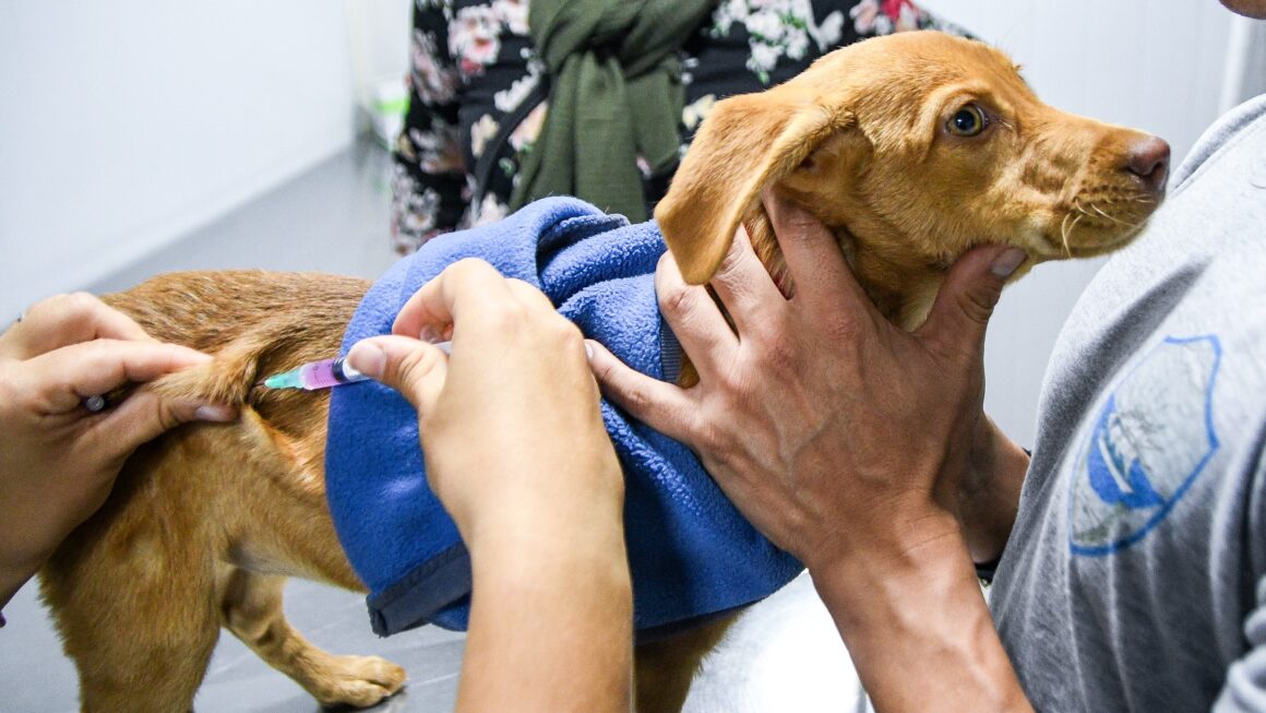 Las Campañas De Cuidado Responsable De Animales Llegan A Tu Barrio
