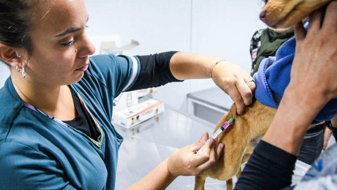 Nueva Jornada De Castración Con Aplicación De Antirrábica Para Perros Y Gatos En El Barrio Güemes