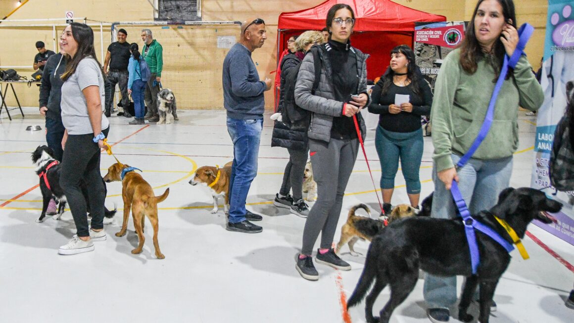 Continúan Las Campañas Gratuitas Para Perros Y Gatos