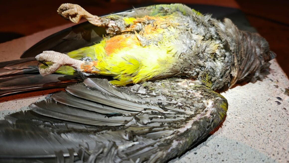 Loros provocaron la salida de Celda 11.