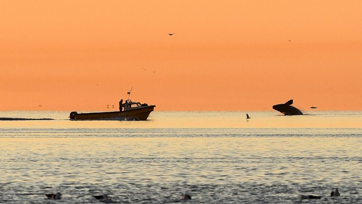 Los Servicios Turísticos Locales De Madryn Llegan A Una Plataforma Global