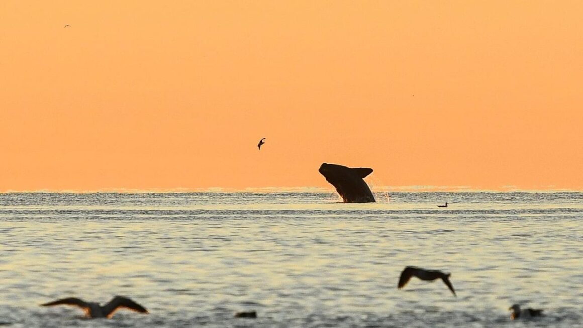 Puerto Madryn Y Jetsmart Presentaron “Beneficios De Otro Planeta”