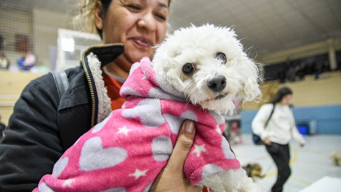 Habrá Una Campaña Masiva De Vacunación Para Perros Y Gatos