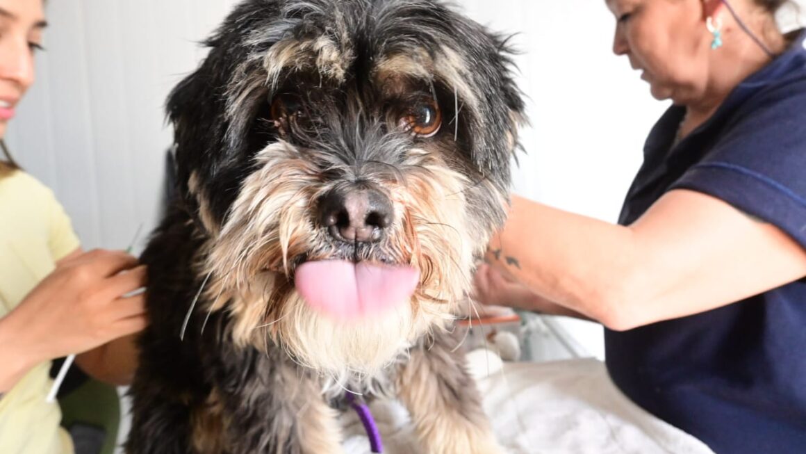 Las Campañas De Cuidado Responsable De Animales Llegan A Tu Barrio