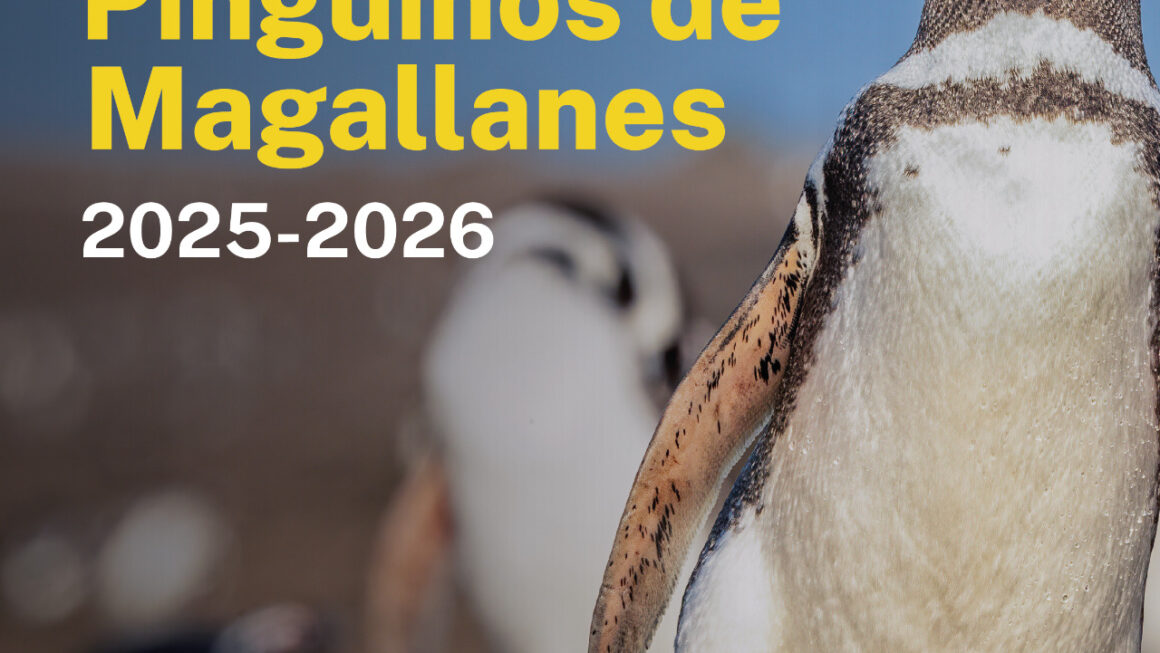 Chubut recibe a los Pingüinos de Magallanes