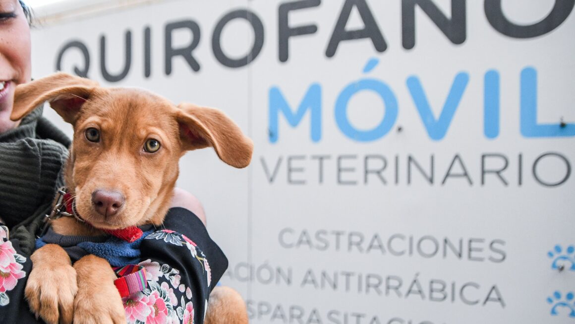 Continuamos Impulsando El Cuidado Responsable De Animales Con Campañas Gratuitas