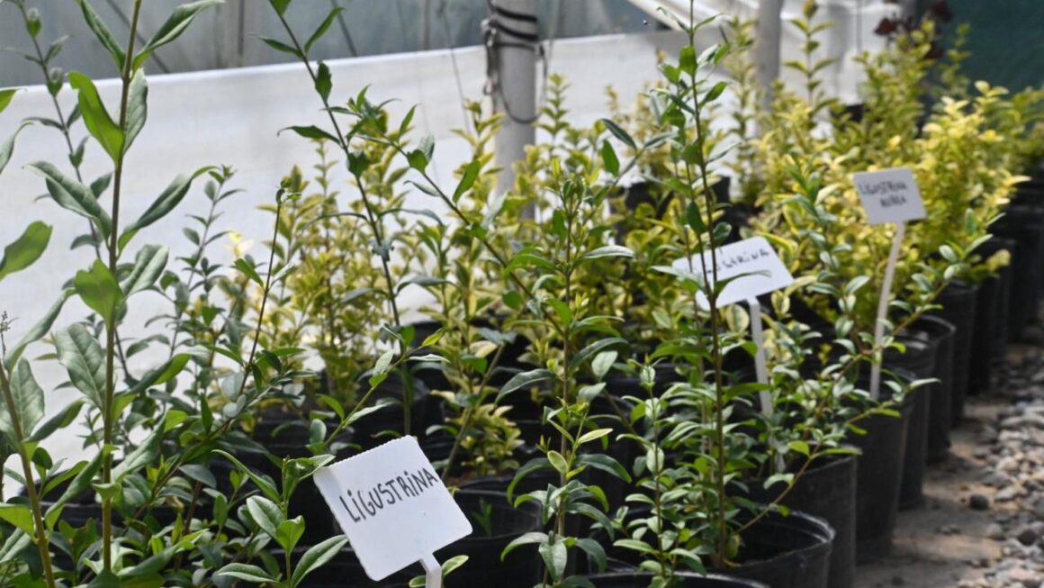 Habrá Una Nueva Edición Del Vivero Abierto