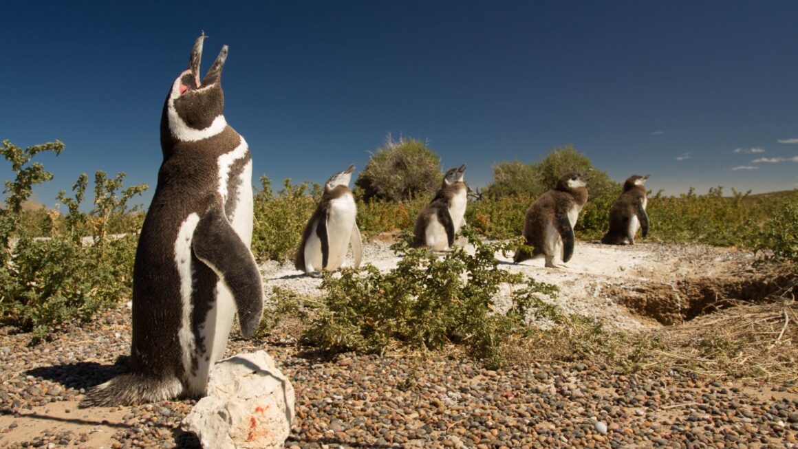 Más de 17.500 personas disfrutaron de las Áreas Naturales Protegidas de Chubut durante el primer fin de semana del año
