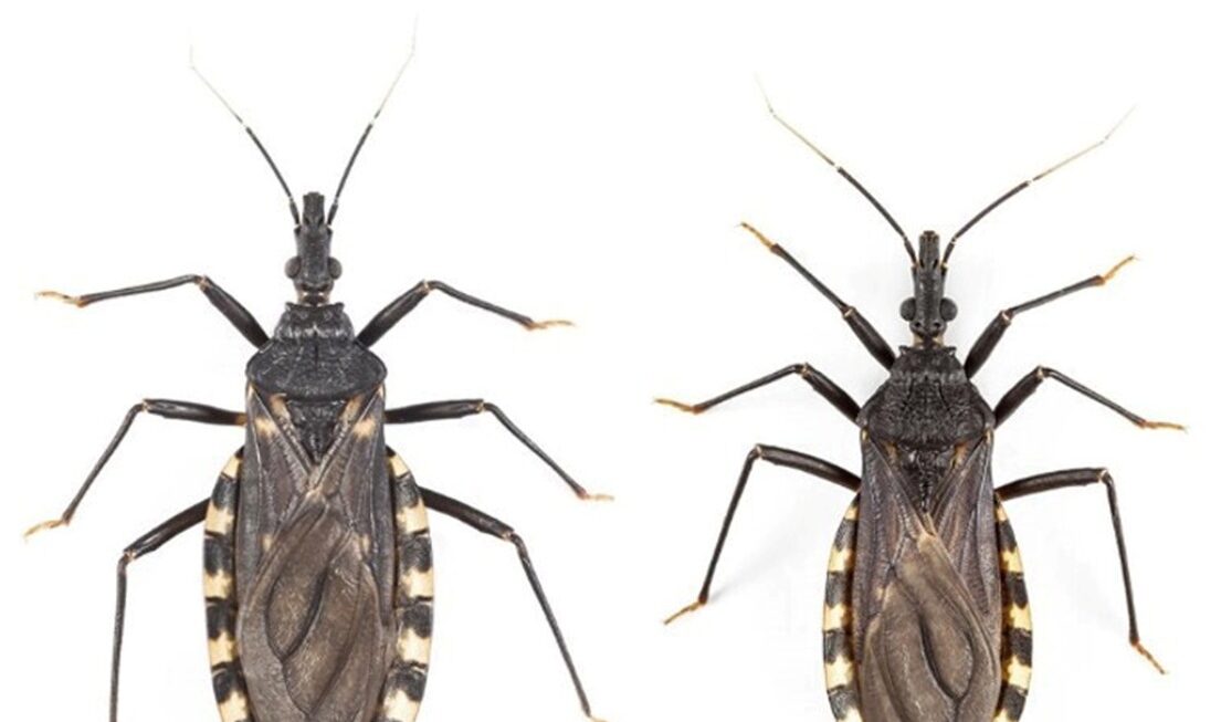 Con el apoyo de Provincia, becario realiza una investigación sobre vinchucas buscando reforzar la prevención del Chagas en Chubut