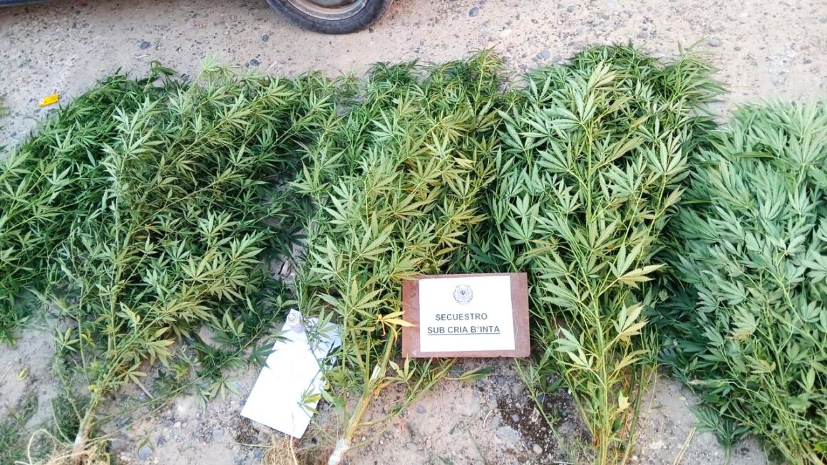 Procedimiento policial permitió el secuestro de armas de fuego y estupefacientes