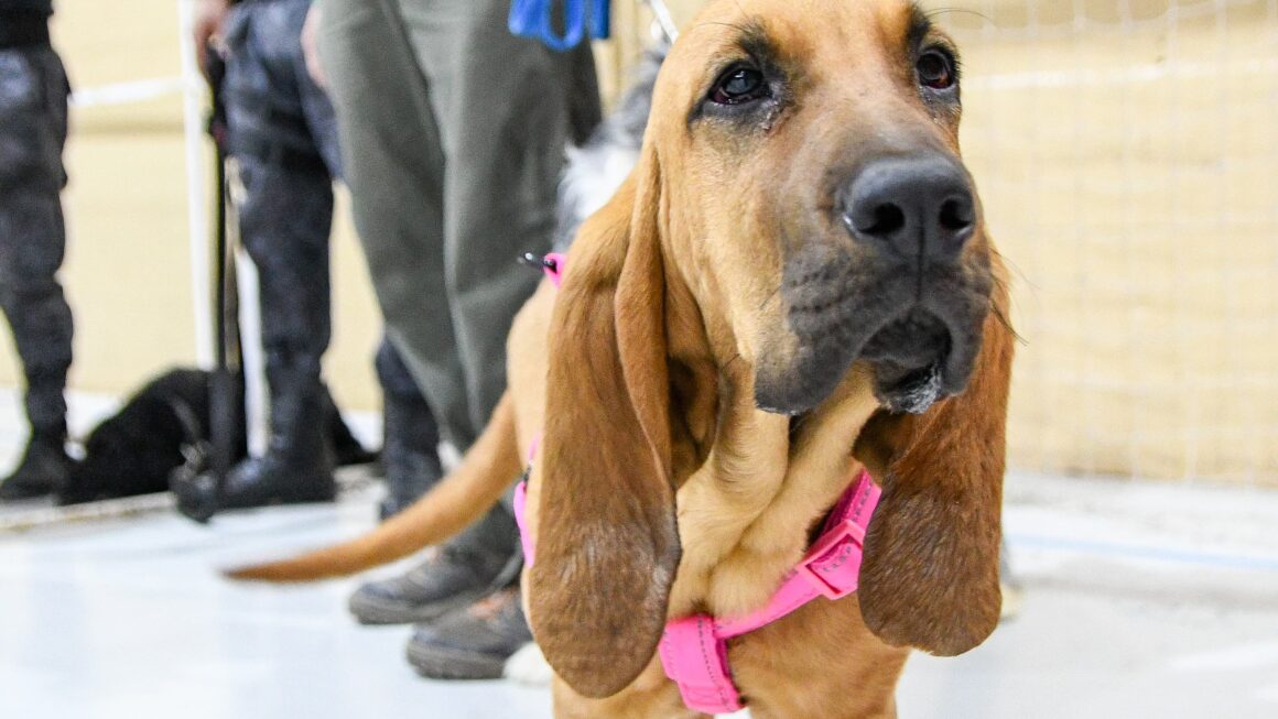 Las Campañas De Cuidado Responsable De Animales Llegan A Tu Barrio