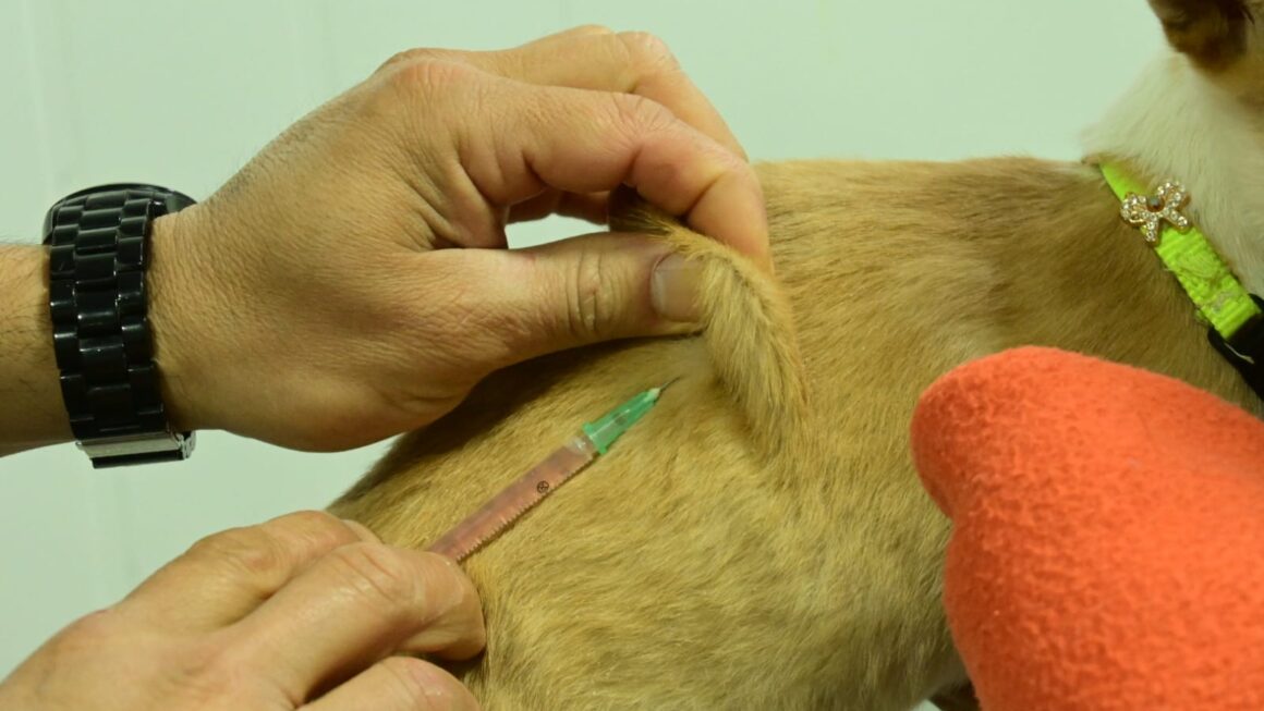 Las Campañas De Cuidado Responsable De Animales Llegan A Tu Barrio