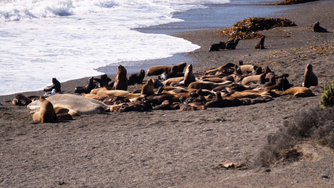 Comenzó la Temporada de Orcas en Chubut
