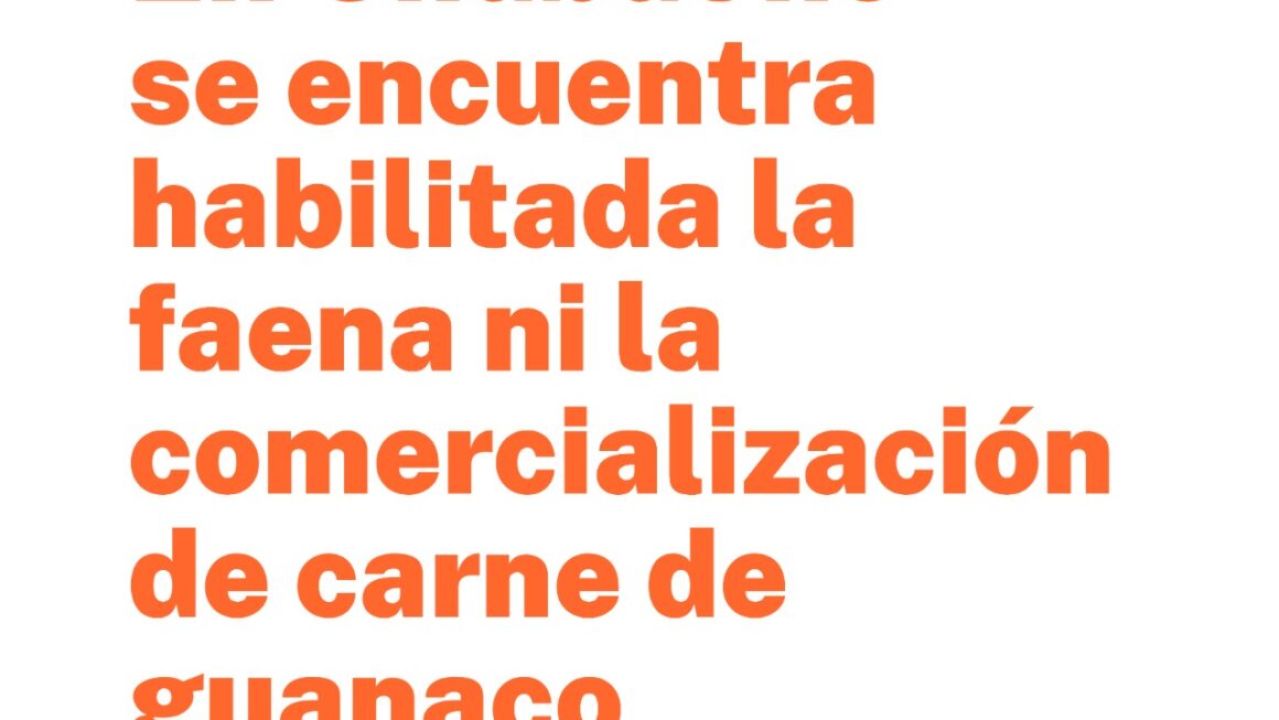 Salud detalló la normativa vigente y recordó que no está habilitada la comercialización de carne de guanaco