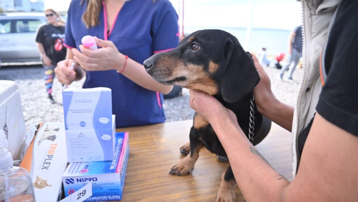 Convivencia Y Responsabilidad: Recuerdan Las Normativas Para Pasear Perros En La Ciudad