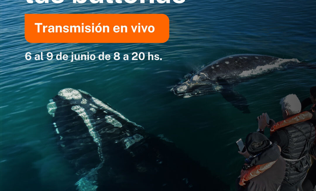 Chubut transmitirá en vivo la llegada de las ballenas a las costas de la provincia