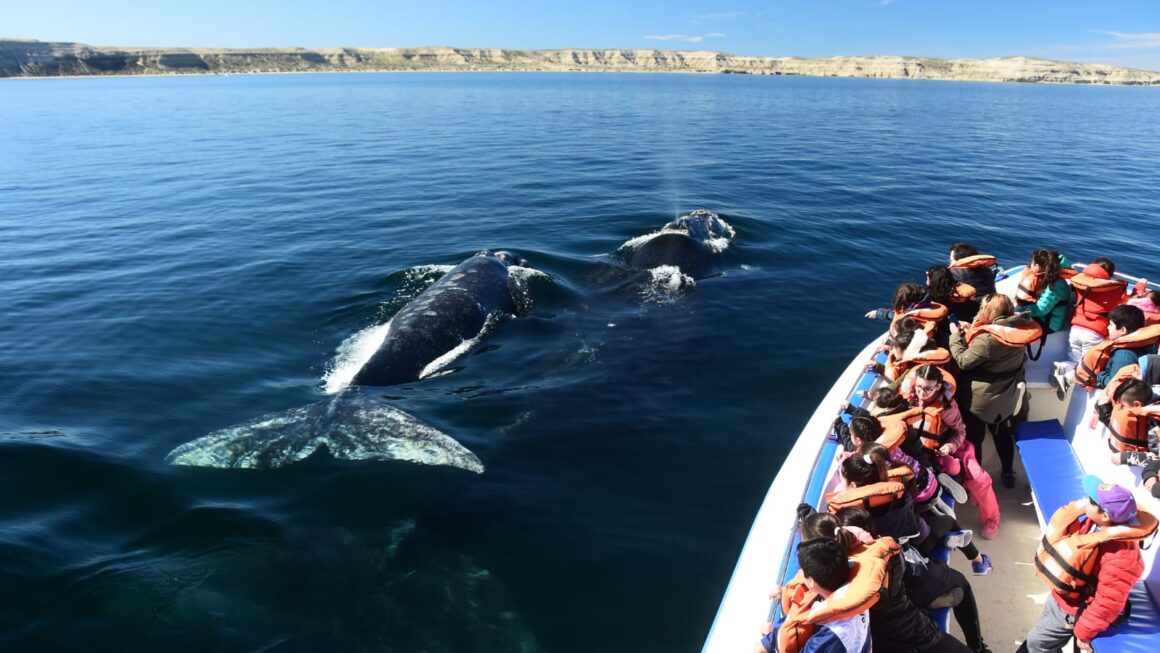 Chubut avanza en la regularización del avistaje de ballenas