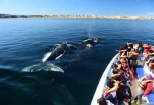 Chubut avanza en la regularización del avistaje de ballenas